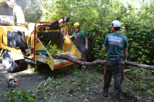 tree services Alto